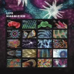 Life Magnified 2023- USPS Forever Stamps（Sheets）