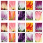 Tulip Blossoms 2023- USPS Forever Stamps（Books） - Image 2